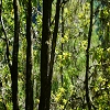 Plants: image 38 Of 208 Thumb